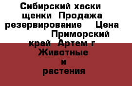 Сибирский хаски - щенки. Продажа, резервирование. › Цена ­ 35 000 - Приморский край, Артем г. Животные и растения » Собаки   . Приморский край